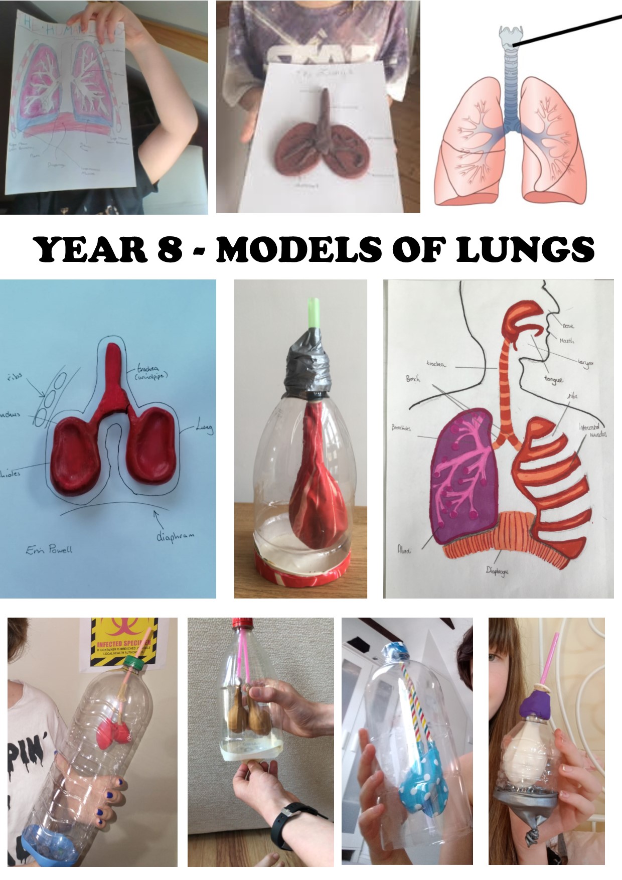 Lungs Montage